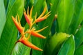 Bird of paradise flower Royalty Free Stock Photo