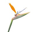 Bird of Paradise flower