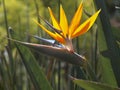 Bird of Paradise flower