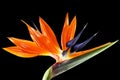 Bird of paradise flower on black background