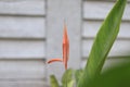 bird-of-paradise flower and also called crane flower. Royalty Free Stock Photo