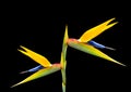 Close up of bird of paradise flower Royalty Free Stock Photo