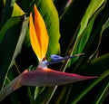 Bird of paradise flower and bee back lit closeup Royalty Free Stock Photo