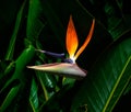 Bird of paradise flower and a bee closeup against a dark green leaf background Royalty Free Stock Photo