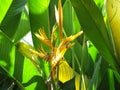 Bird of paradise flower bloom yellow Royalty Free Stock Photo