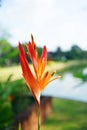 Bird of paradise flower blooming at backyard garden