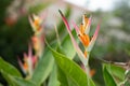 Bird of paradise flower blossom in botanic garden with green leaves background Royalty Free Stock Photo