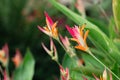 Bird of paradise flower blossom in botanic garden with green leaves background Royalty Free Stock Photo