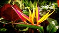 Bird of paradise flower with bright colors on blurred background Royalty Free Stock Photo