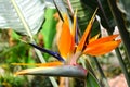 Bird of Paradise flower. Royalty Free Stock Photo