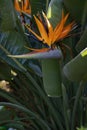 Bird of paradise flower close up on background of their large leaves