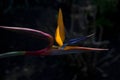 Bird of Paradise flower in close up on black tones background Royalty Free Stock Photo