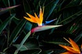 Bird of paradise flower closeup Royalty Free Stock Photo