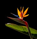 Bird of paradise flower closeup back lit dark leaf background Royalty Free Stock Photo