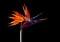 Bird of paradise flower closeup back lit and shadows Royalty Free Stock Photo