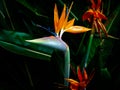 Bird of paradise flower closeup Royalty Free Stock Photo