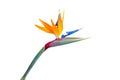 Bird of paradise flower closeup cutout