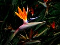 Bird of paradise flower closeup isolated against a dark colorful background Royalty Free Stock Photo