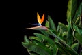 Bird of paradise flower closeup with leaf background Royalty Free Stock Photo