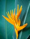 Bird of paradise flower Royalty Free Stock Photo