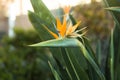 Bird of paradise flower Royalty Free Stock Photo