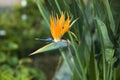 Bird of paradise flower Royalty Free Stock Photo