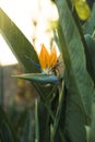 Bird of paradise flower Royalty Free Stock Photo