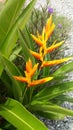 Bird of paradise flower color yellow Royalty Free Stock Photo