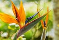 Bird of paradise flower Royalty Free Stock Photo