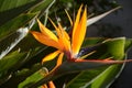 ird of Paradise Flower. Colorful flower Bird of paradise Strelitzia Reginae blossom Royalty Free Stock Photo