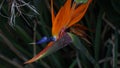 Bird of Paradise Flower. Colorful flower Bird of paradise (Strelitzia Reginae) blossom in botanic garden Royalty Free Stock Photo