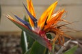Bird of Paradise Flower. Colorful flower Bird of paradise (Strelitzia Reginae) Royalty Free Stock Photo