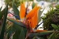 Bird of Paradise Flower. Colorful flower Bird of paradise (Strelitzia Reginae) Royalty Free Stock Photo