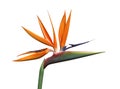 Bird of Paradise Flower