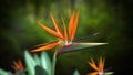 Bird of Paradise Flower