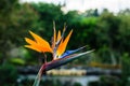 bird of paradise flower