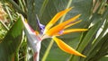 Bird of paradise flower-Andalusia-Europe