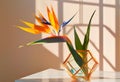 Bird of paradise flower in a geometric glass vase with soft light and shadow patterns Royalty Free Stock Photo