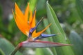 Bird-of-paradise flower on green background, tropic flower, Strelitzia reginae Royalty Free Stock Photo