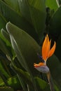 Bird of paradise flower on green leaf background Royalty Free Stock Photo
