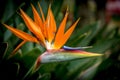 A Bird of Paradise Flower Royalty Free Stock Photo