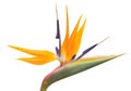 Bird of paradise flower Royalty Free Stock Photo