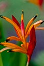 Bird of Paradise Flower Maui Royalty Free Stock Photo
