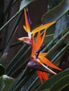 Bird-of-Paradise, the flower.