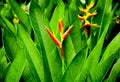 Bird of paradise flower in the park. Royalty Free Stock Photo