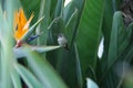 Bird Of Paradise Flower.