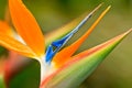 Bird of Paradise Flower