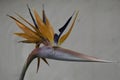 Bird of paradise flower rare shot of one crying