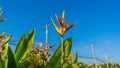 Bird Paradise Flower in the rural area Background