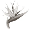 Bird of Paradise Flower (Sepia)